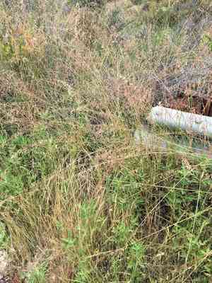 Perennial Veldtgrass(Ehrharta calycina)