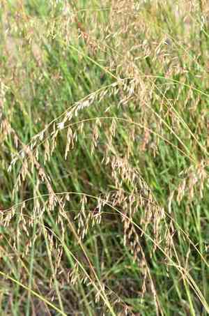 Perennial Veldtgrass(Ehrharta calycina)