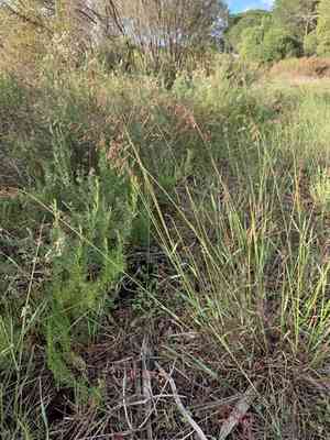 Perennial Veldtgrass(Ehrharta calycina)