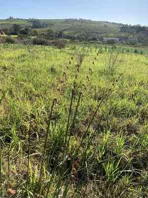 Perennial Veldtgrass(Ehrharta calycina)