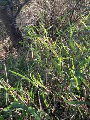Panic veld grass(Ehrharta erecta)