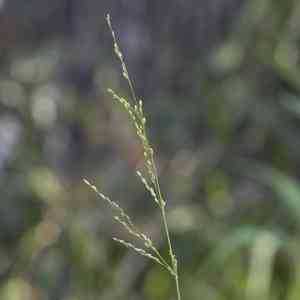 Panic veld grass(Ehrharta erecta)