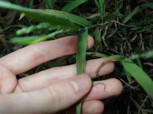 Panic veld grass(Ehrharta erecta)