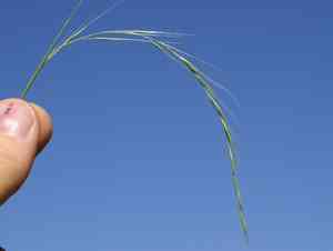 Weeping grass(Ehrharta stipoides)