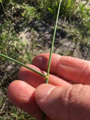 Pyp grass(Ehrharta villosa)