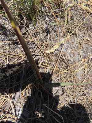 Pyp grass(Ehrharta villosa)