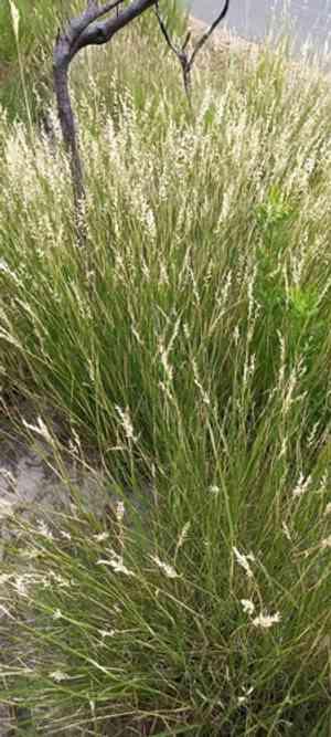Pyp grass(Ehrharta villosa)