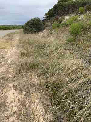 Pyp grass(Ehrharta villosa)