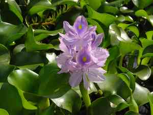 Water hyacinth(Eichhornia crassipes)