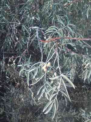 Russian olive(Elaeagnus angustifolia)