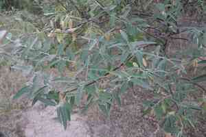 Russian olive(Elaeagnus angustifolia)