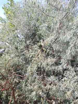 Russian olive(Elaeagnus angustifolia)
