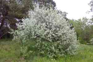 Russian olive(Elaeagnus angustifolia)