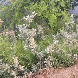 Silverberry(Elaeagnus commutata)