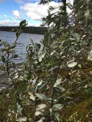 Silverberry(Elaeagnus commutata)
