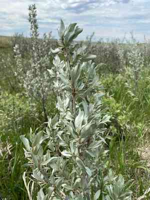 Silverberry(Elaeagnus commutata)