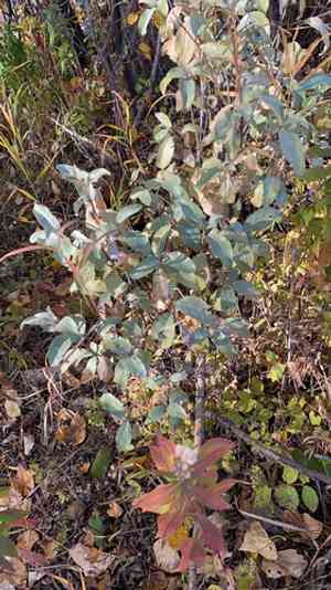 Silverberry(Elaeagnus commutata)