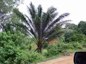 African oil palm(Elaeis guineensis)