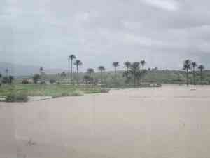African oil palm(Elaeis guineensis)