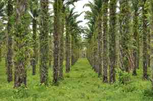 African oil palm(Elaeis guineensis)