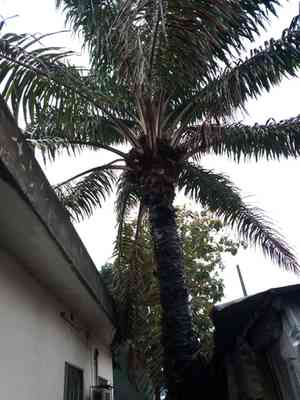 African oil palm(Elaeis guineensis)