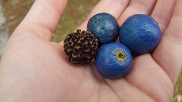 Blue marble tree (Elaeocarpus angustifolius) Care Guide: Pests ...