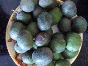 Blue marble tree(Elaeocarpus angustifolius)