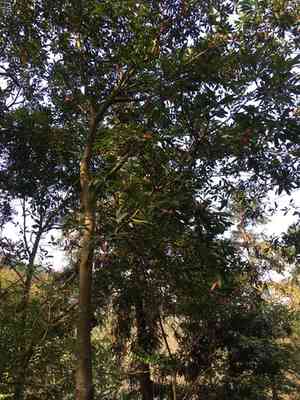 Common elaeocarpus(Elaeocarpus decipiens)