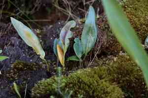 Creeping tonguefern(Elaphoglossum conforme)