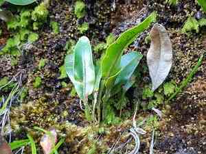 Creeping tonguefern(Elaphoglossum conforme)