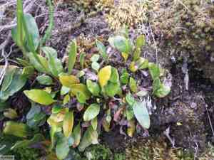 Creeping tonguefern(Elaphoglossum conforme)