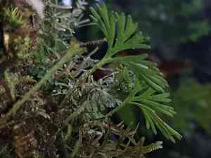 Peltate tonguefern(Elaphoglossum peltatum)