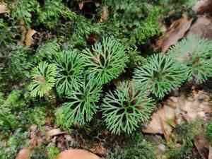 Peltate tonguefern(Elaphoglossum peltatum)