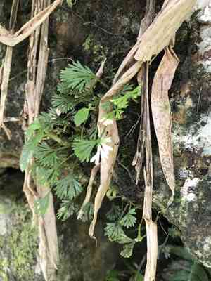 Peltate tonguefern(Elaphoglossum peltatum)