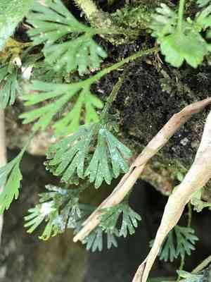 Peltate tonguefern(Elaphoglossum peltatum)