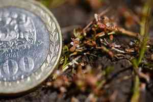 Three-stamen waterwort(Elatine triandra)
