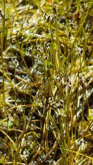 Needle spikerush(Eleocharis acicularis)