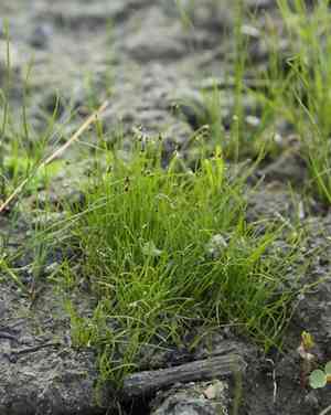 Needle spikerush(Eleocharis acicularis)
