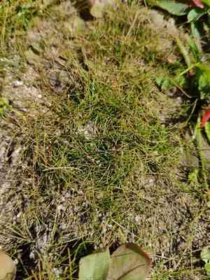 Needle spikerush(Eleocharis acicularis)
