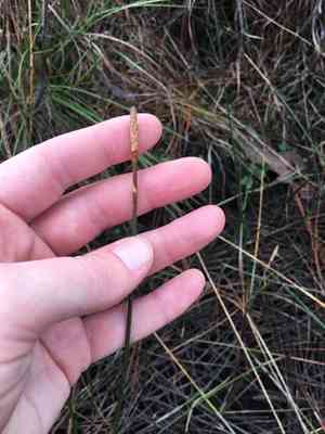 Gulf coast spikerush(Eleocharis cellulosa)