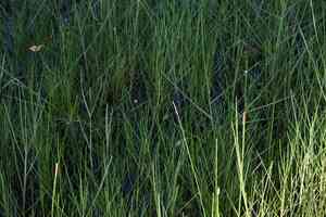 Gulf coast spikerush(Eleocharis cellulosa)