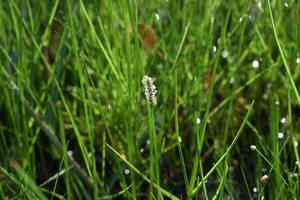 Gulf coast spikerush(Eleocharis cellulosa)