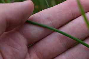 Gulf coast spikerush(Eleocharis cellulosa)