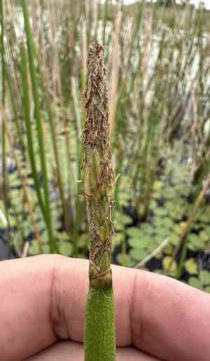 Chinese water chestnut(Eleocharis dulcis)