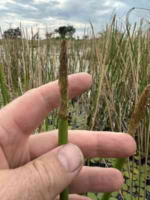 Chinese water chestnut(Eleocharis dulcis)