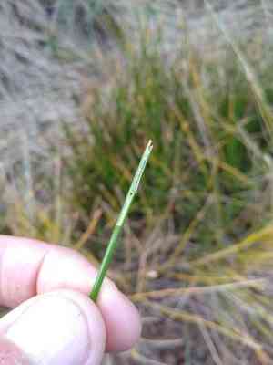 Chinese water chestnut(Eleocharis dulcis)