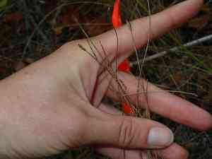 Bald spikerush(Eleocharis erythropoda)