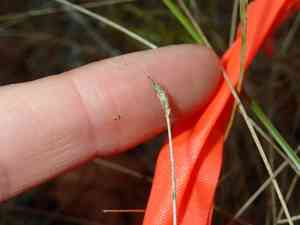 Bald spikerush(Eleocharis erythropoda)