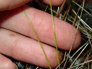 Bald spikerush(Eleocharis erythropoda)