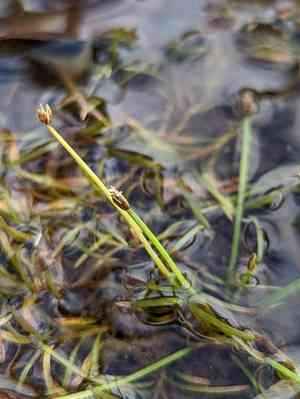 Yellow spikerush(Eleocharis flavescens)